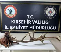 Yasaklı Kızıl Geyik Boynuzu Satışı Engellendi