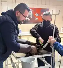 Kırşehir'de Yaralı Saz Delicesi Kurtarıldı!