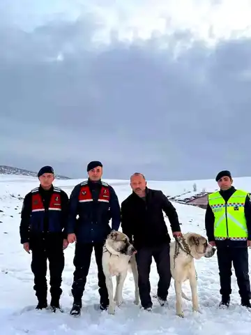 Kırşehir'de Çalınan Çoban Köpekleri Bulundu