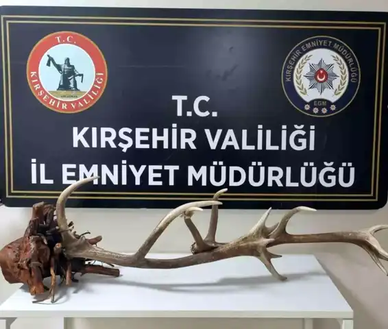 Yasaklı Kızıl Geyik Boynuzu Satışı Engellendi