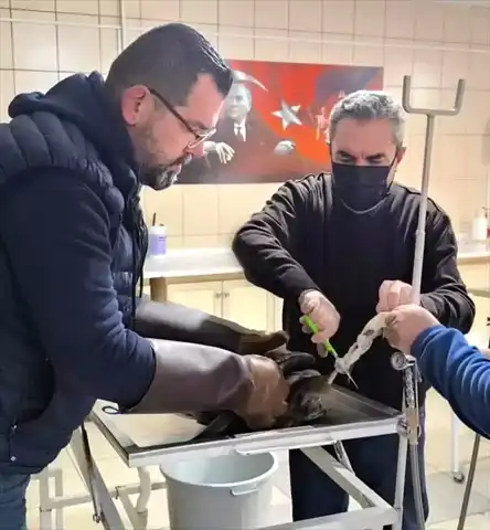Kırşehir'de Yaralı Saz Delicesi Kurtarıldı!